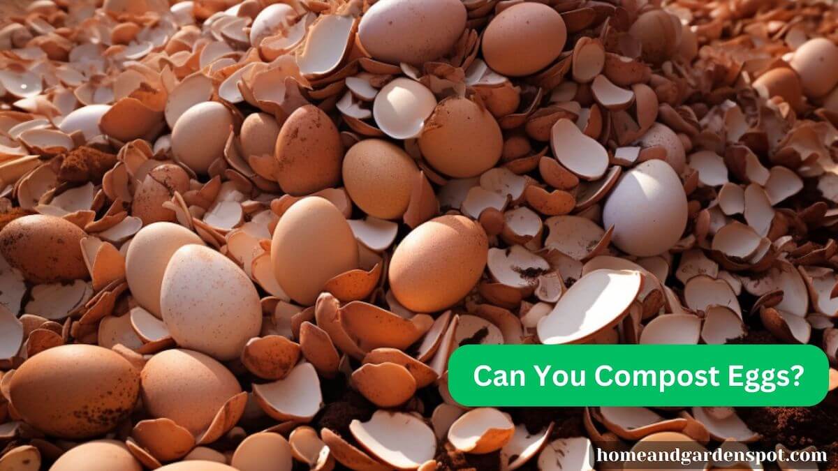 Can You Compost Eggs?