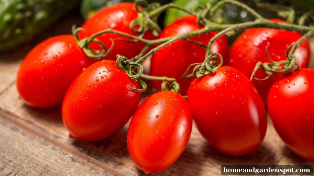 Campari tomatoes vs Roma