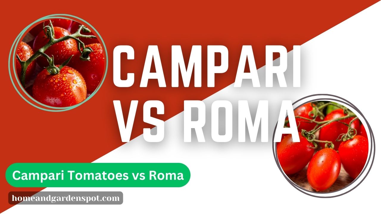 Campari Tomatoes vs. Roma