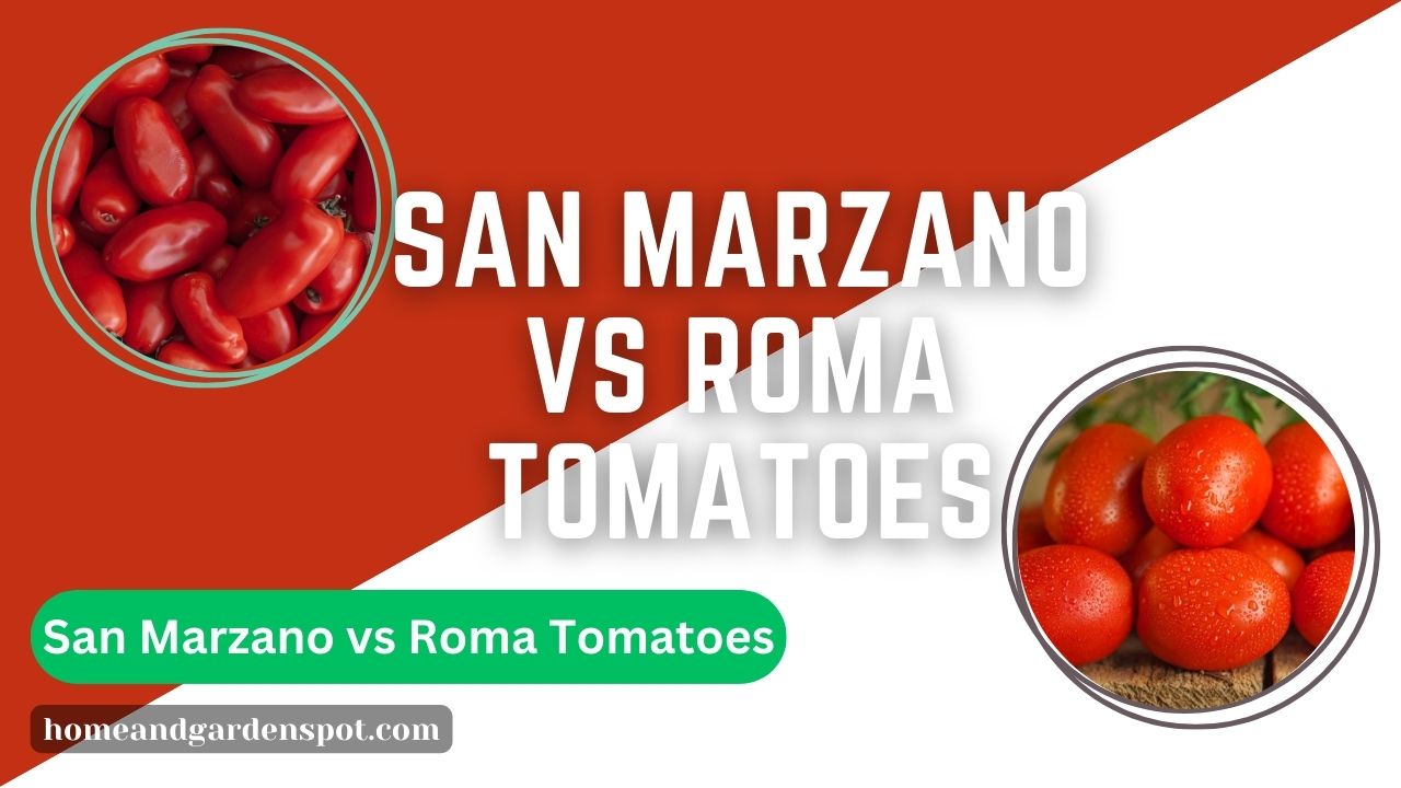 san marzano vs roma tomatoes