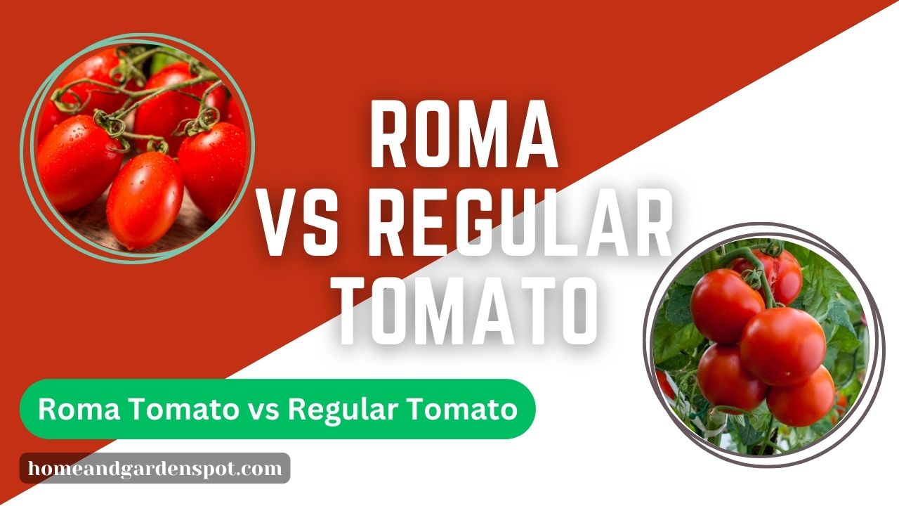 Roma tomato vs regular tomato