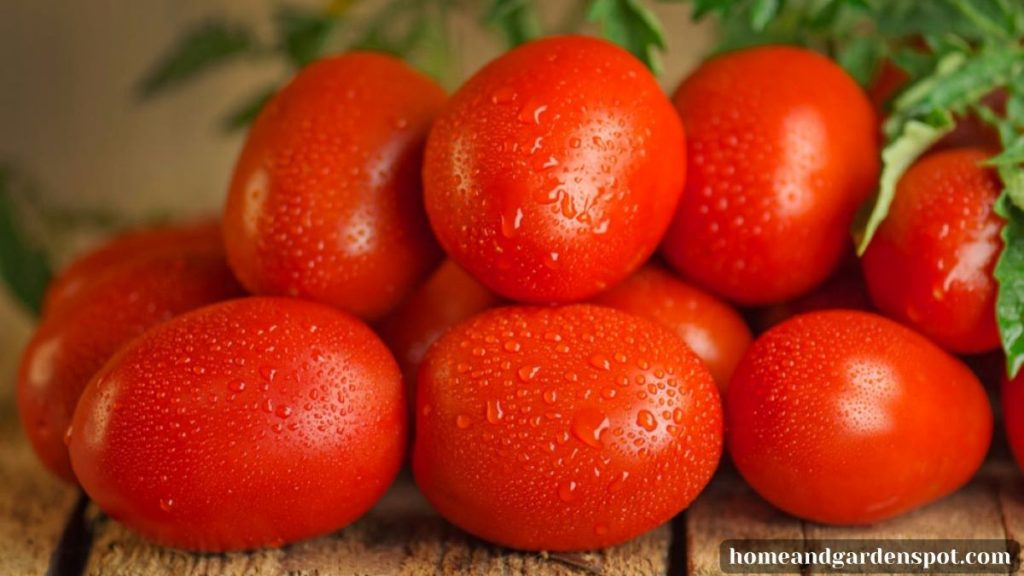 Roma tomatoes
