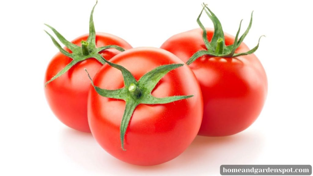 roma tomato vs regular tomato 