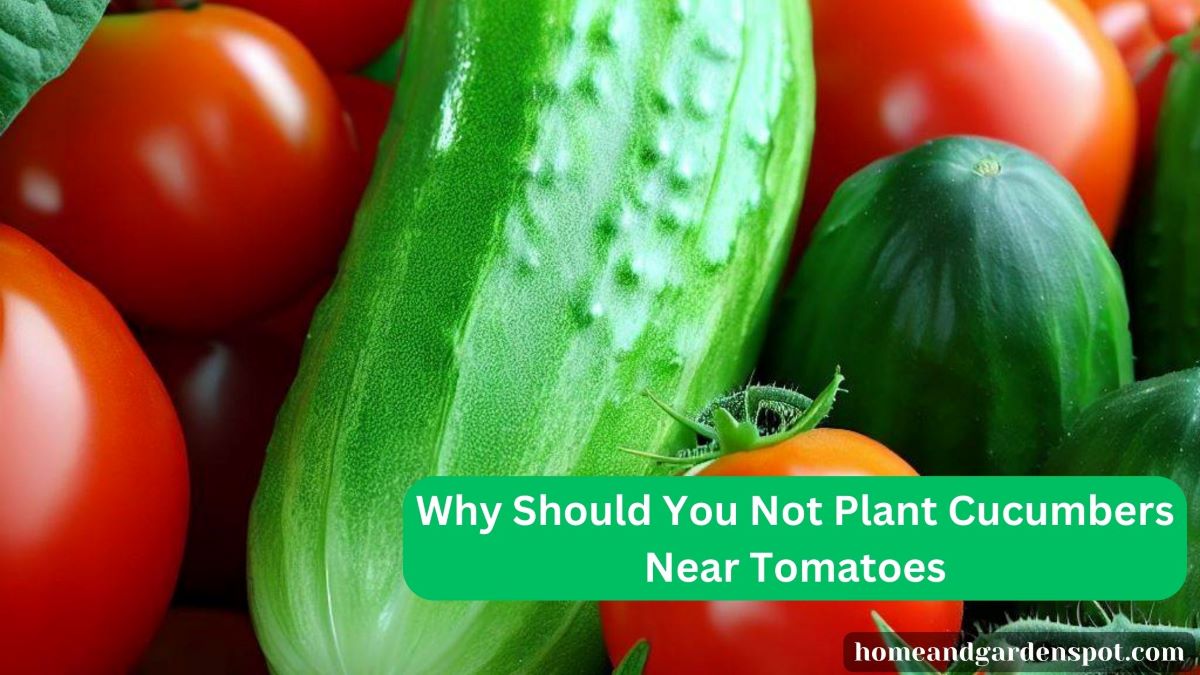 Why Should You Not Plant Cucumbers Near Tomatoes?