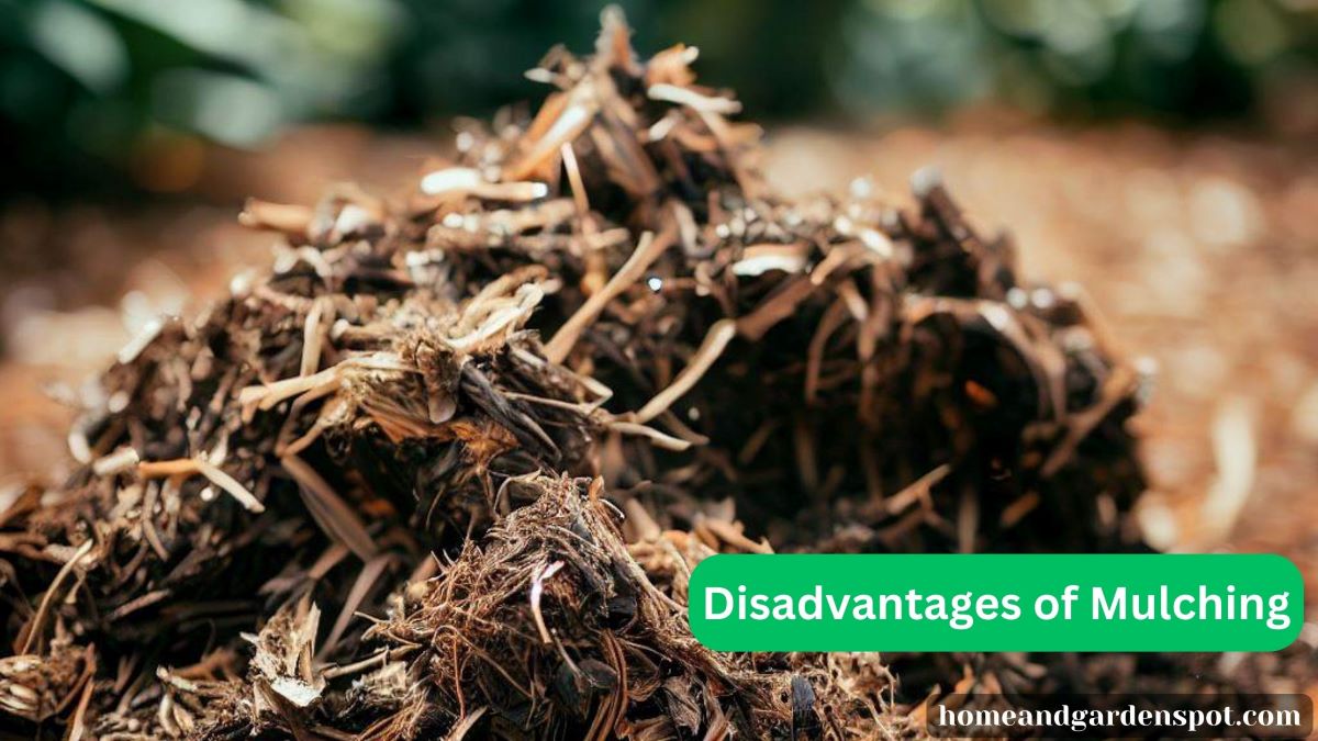 disadvantages of mulching