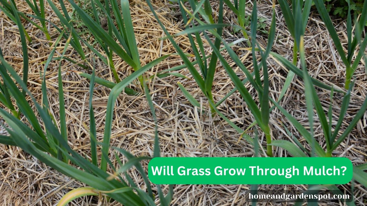 Will Grass Grow Through Mulch? + How to Prevent it