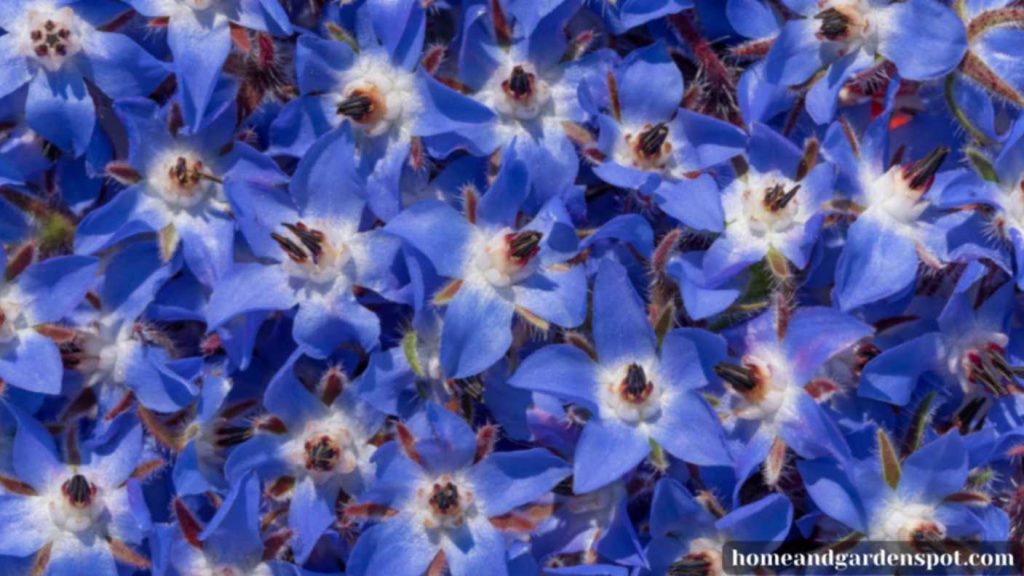 Borage