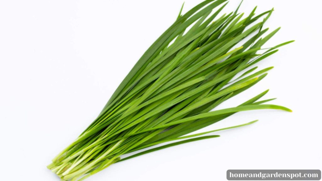 Chives