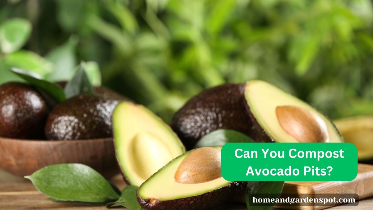 Can You Compost Avocado Pits?