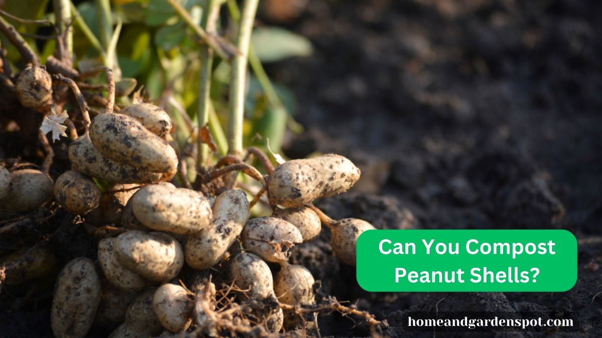 Can You Compost Peanut Shells?