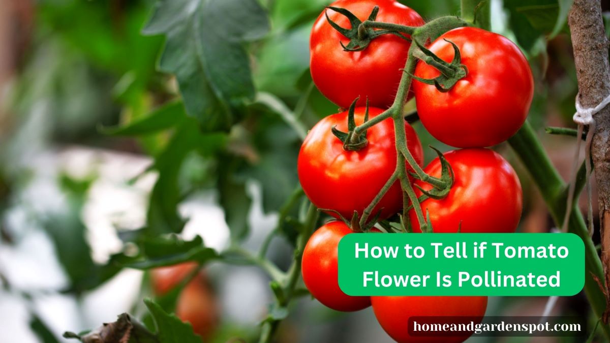 How to Tell if Tomato Flower Is Pollinated