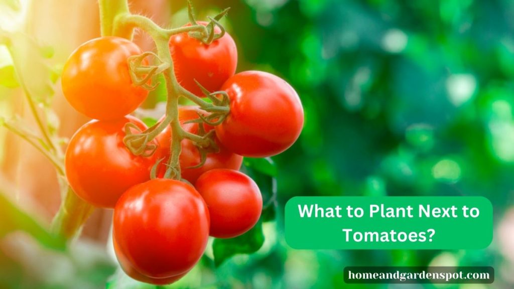 What To Plant Next To Tomatoes - All You Should Know