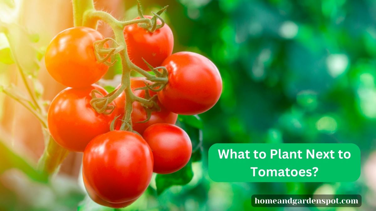 What to Plant Next to Tomatoes?