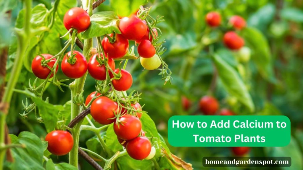 How to Add Calcium to Tomato Plants