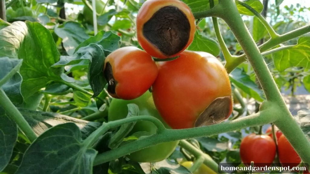 Blossom tomato end rot