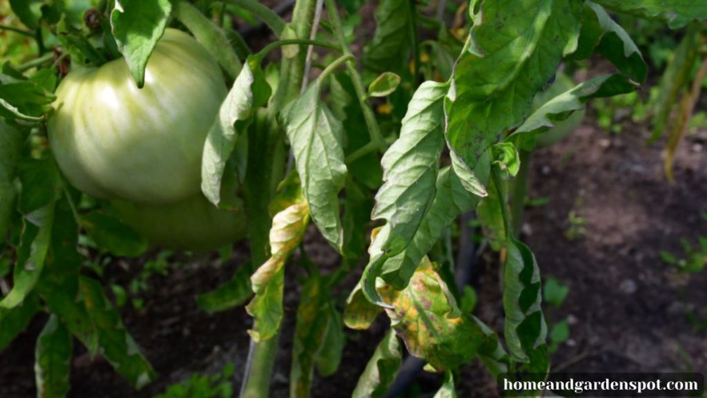 Tomato leaf curling