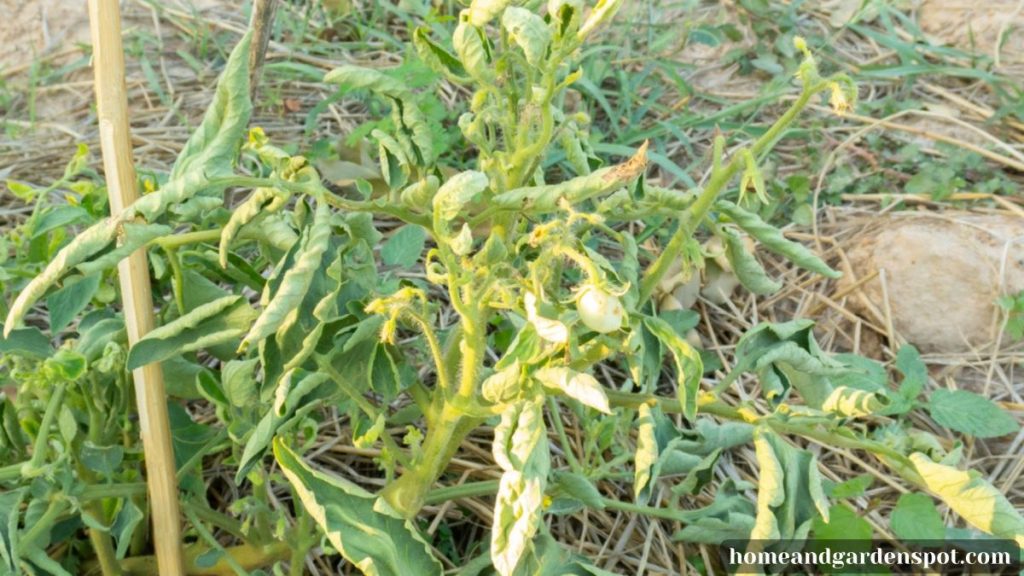 stunted growth of tomato plant