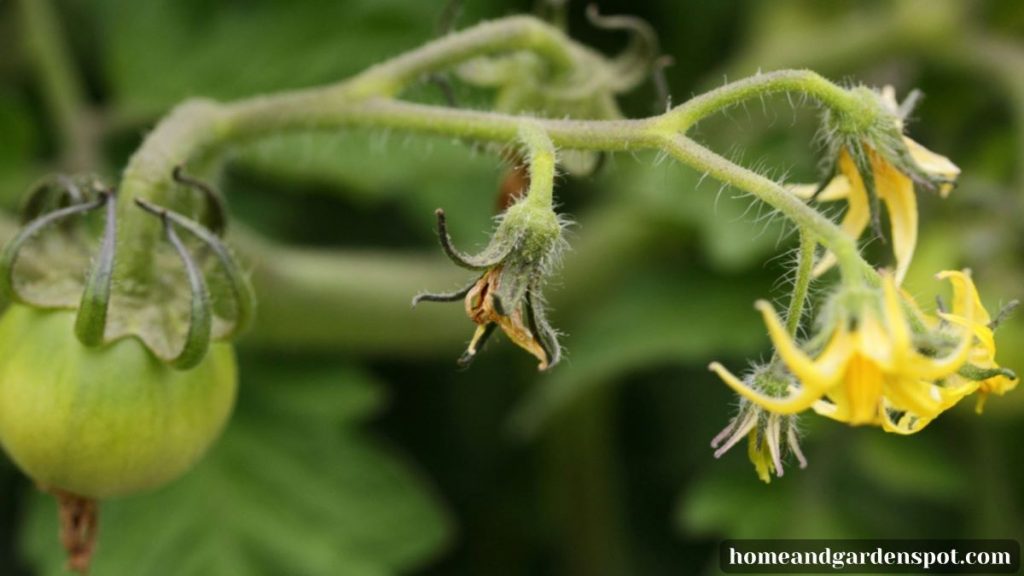 Tomato blossom