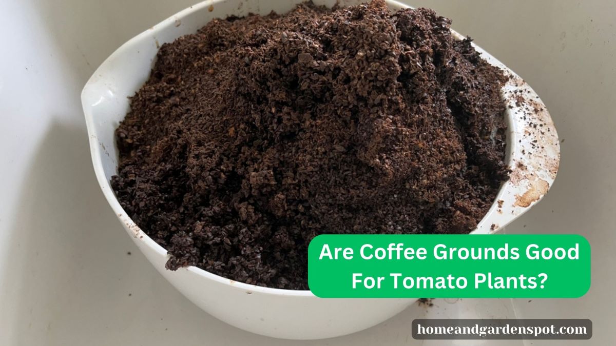 Are Coffee Grounds Good For Tomato Plants?