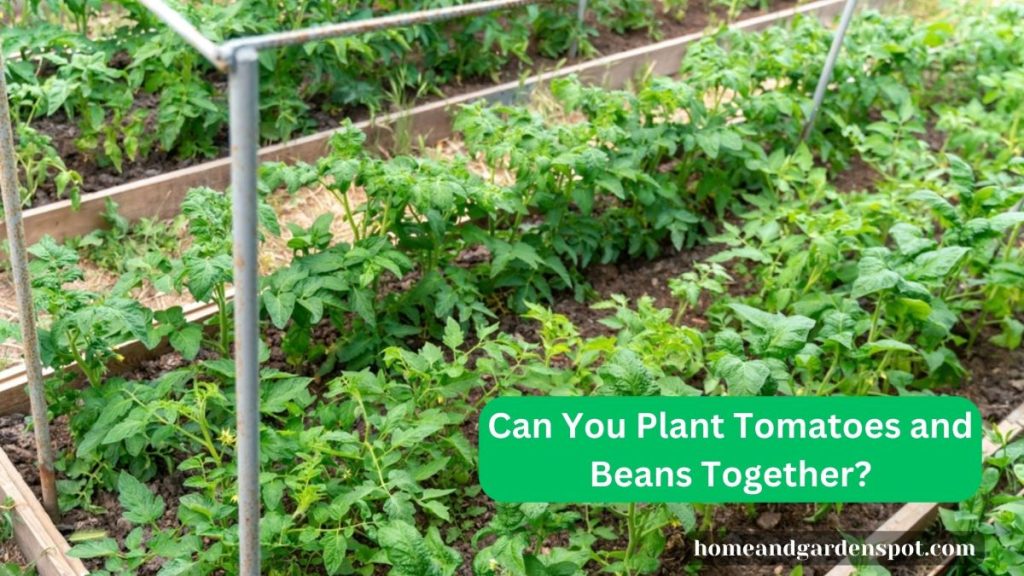 can beans and tomatoes be planted together