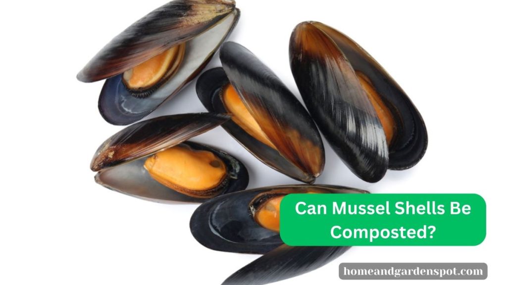 Can Mussel Shells Be Composted?