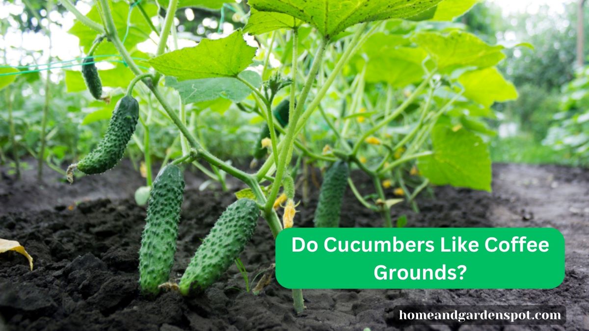 Do Cucumbers Like Coffee Grounds?