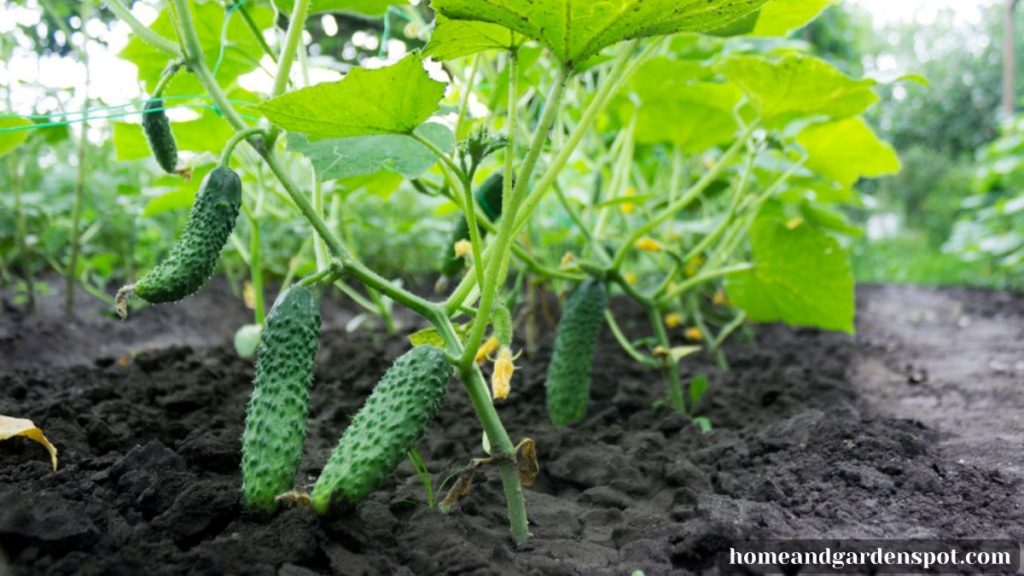 cucumber garden