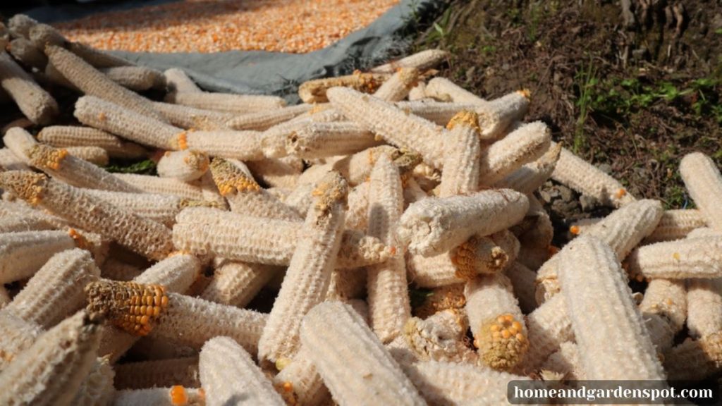 Corn cobs for compost