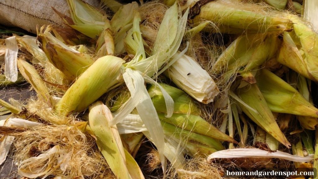 Corn husks for compost