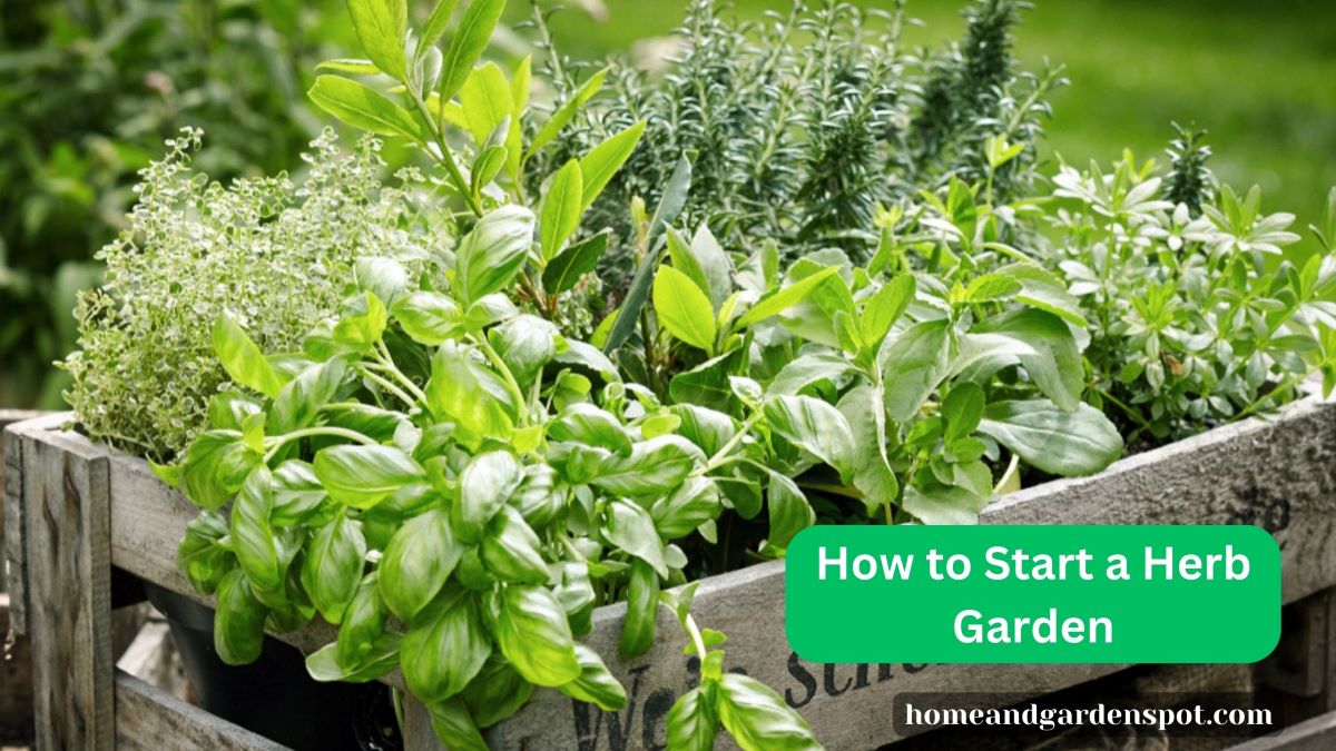 how to start a herb garden