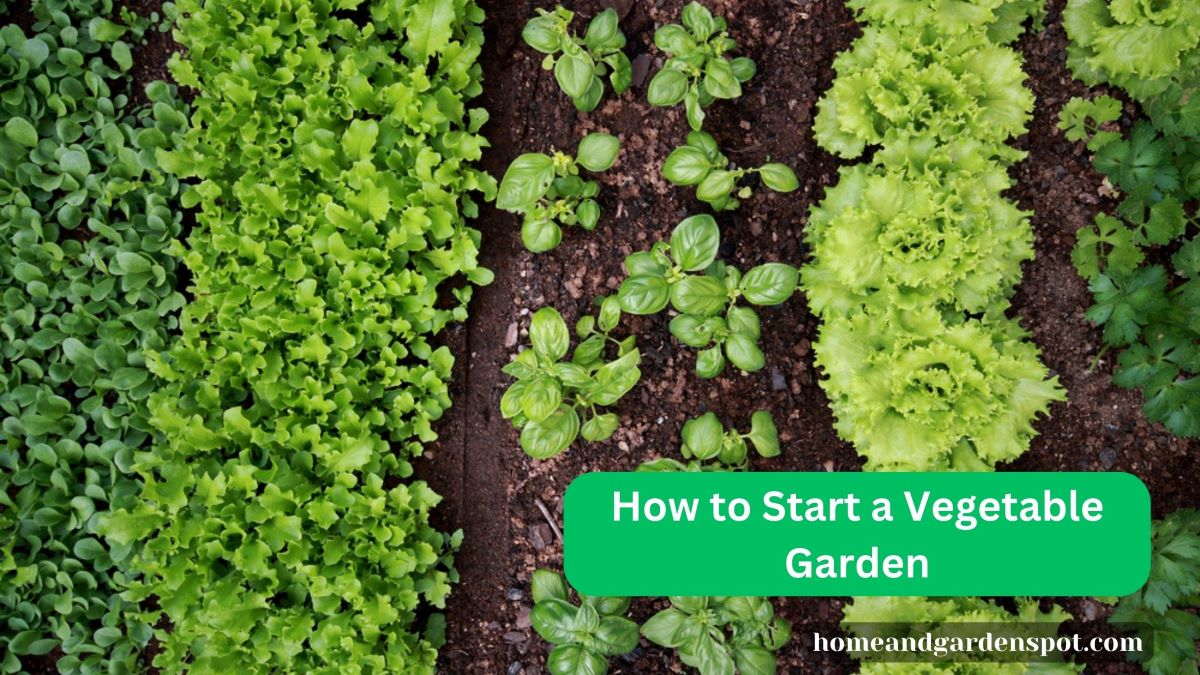 how to start a vegetable garden