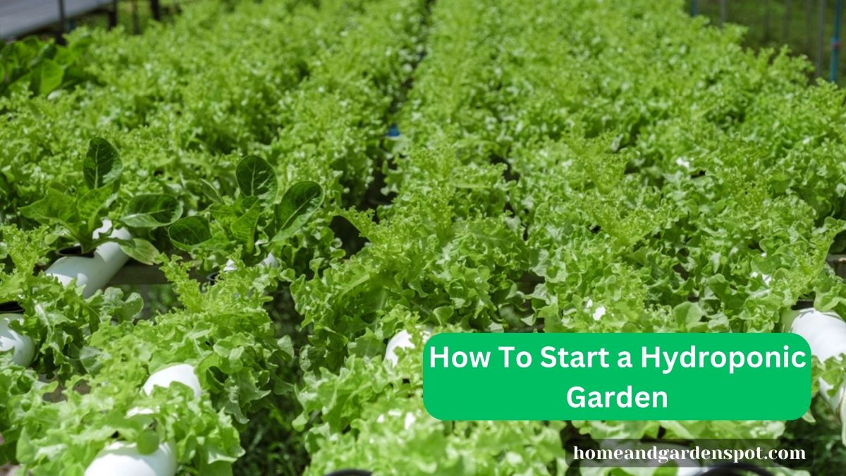 hydroponic garden