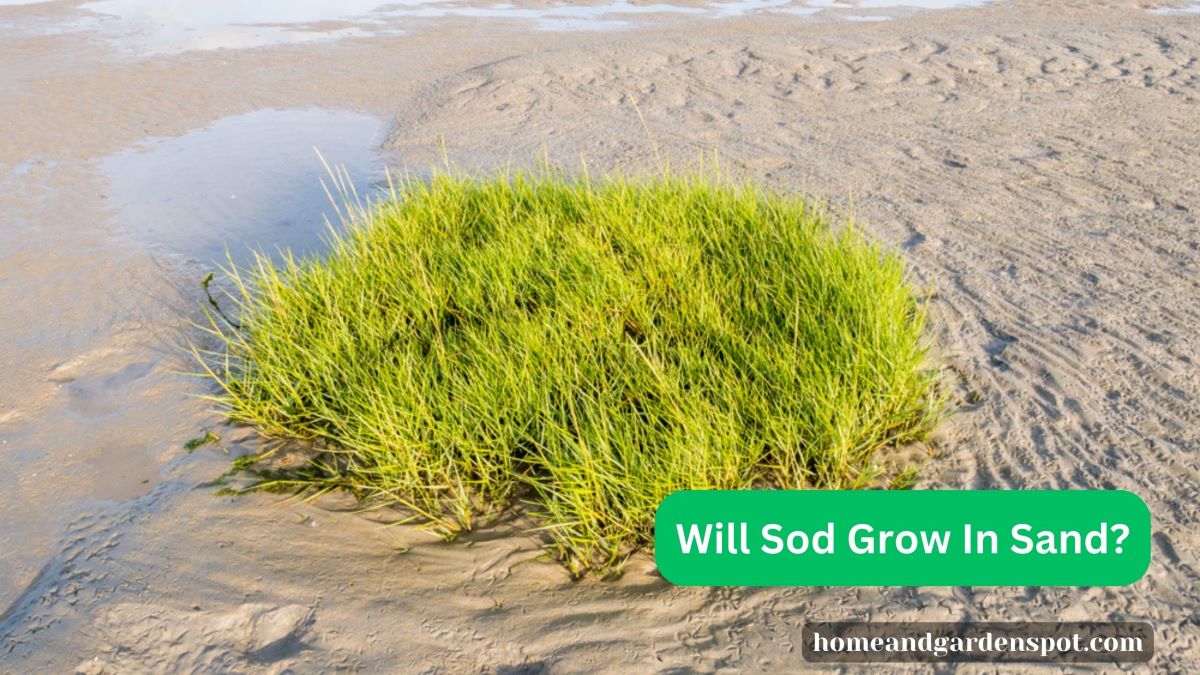 sod growing in sand