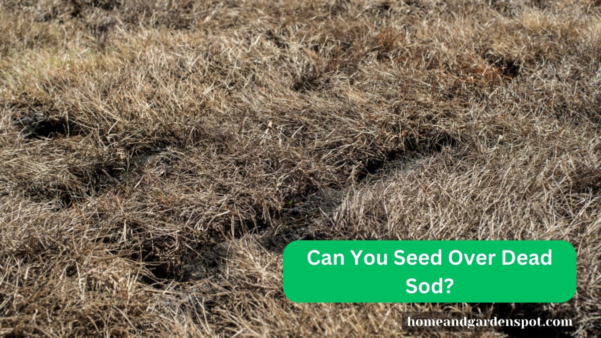 Can You Seed Over Dead Sod?