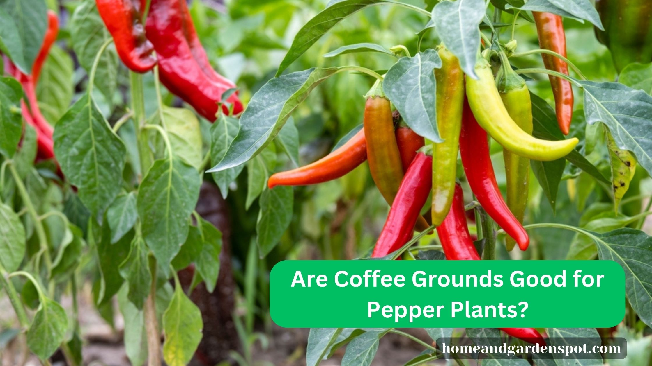 Coffee Grounds & Pepper Plants: Benefits, Gardening Tips