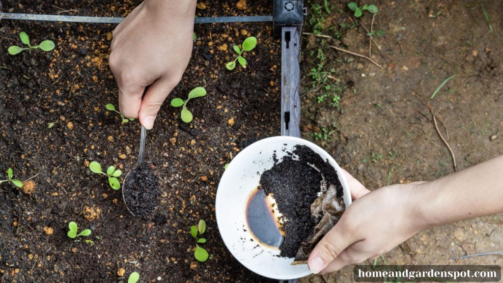 Coffee grounds in plants
