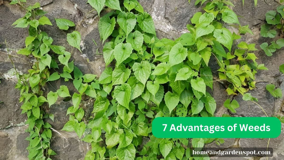 7 Advantages of Weeds