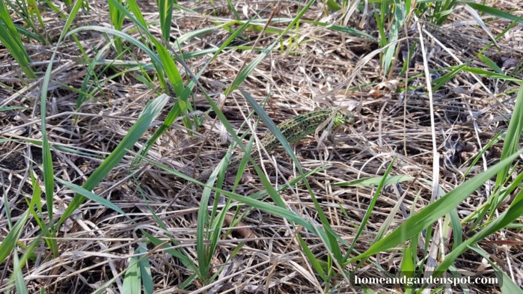 will grass grow through mulch