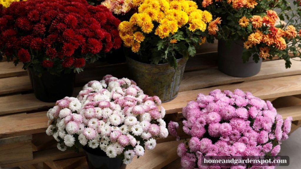 beautiful fall mums