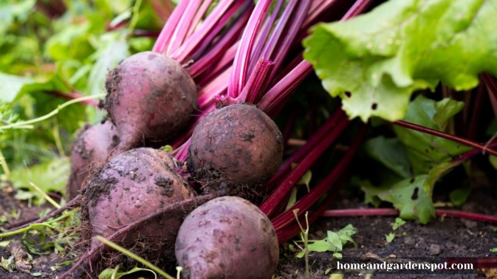 beets