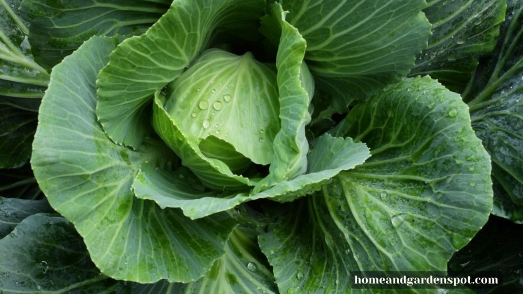 brassicas (cabbage family)