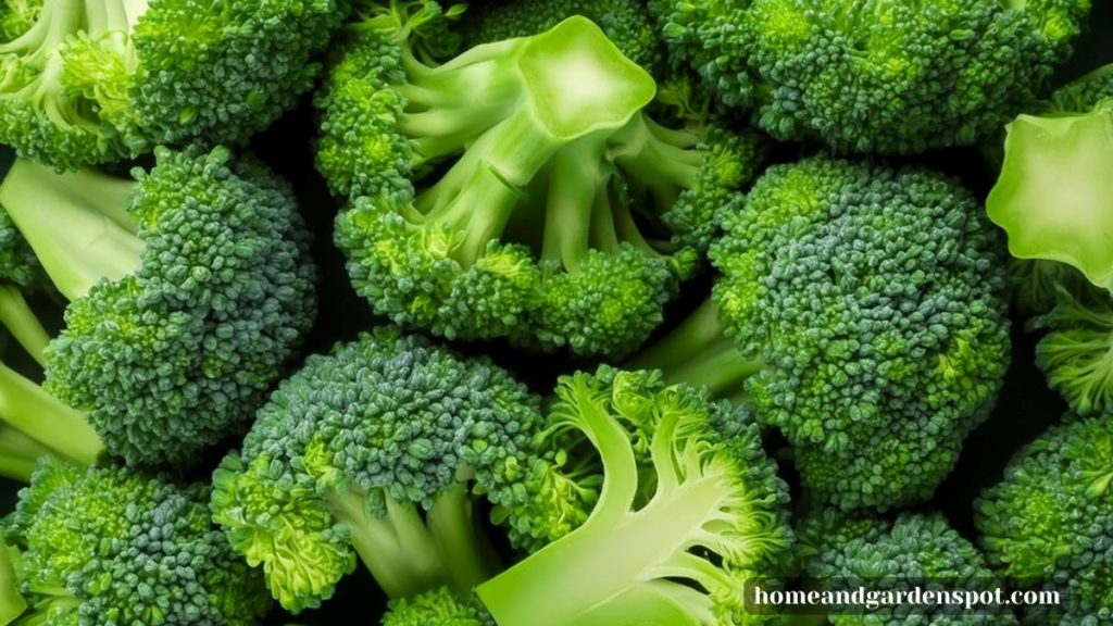 broccoli vegetables