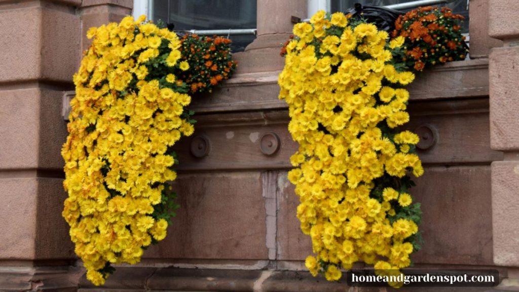 Cascade fall mums