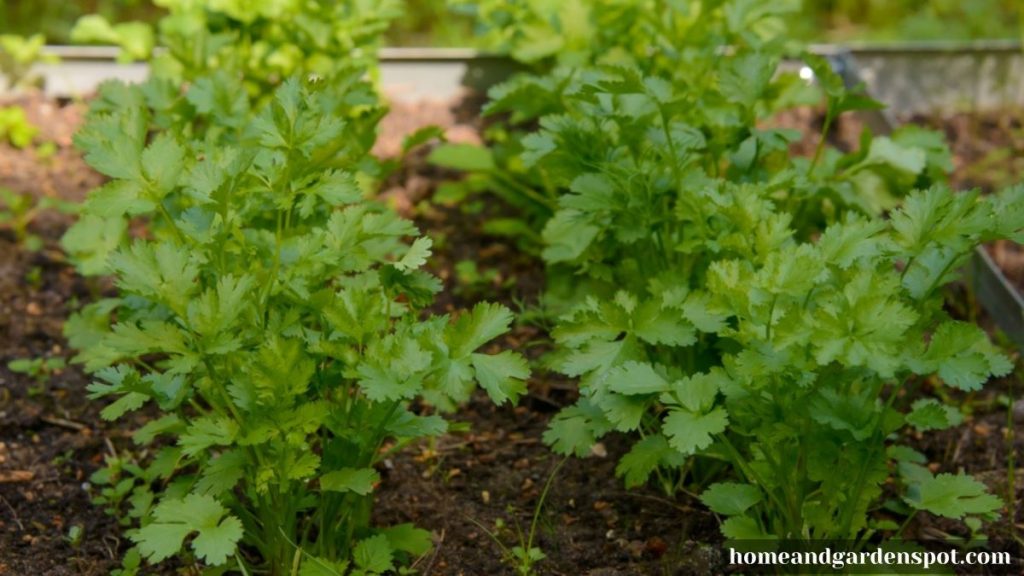 cilantro vegetables