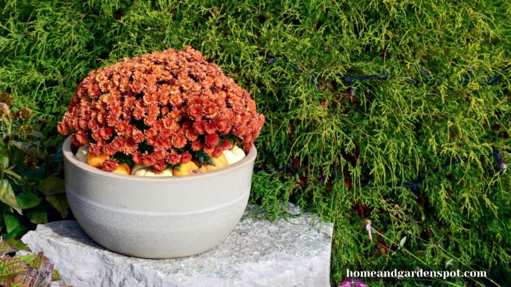 Fall mums in a container