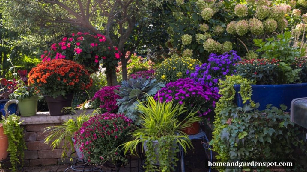 Garden fall mums