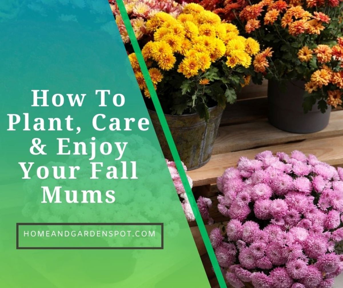 How to Plant, Care & Enjoy your Fall Mums