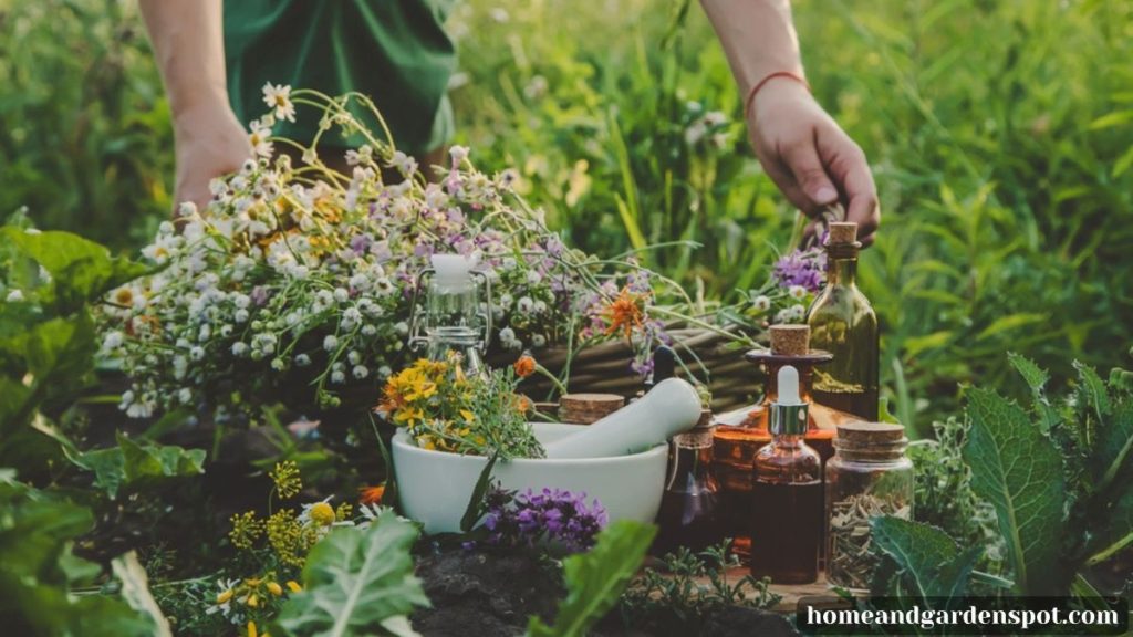 a herbs garden