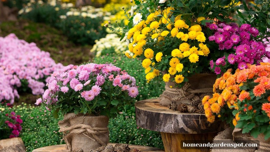 Fall mums in the garden