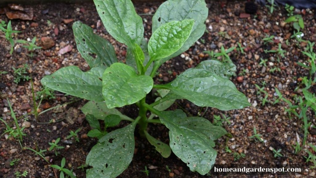 spinach vegetables